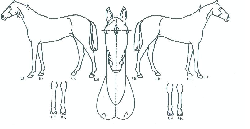 ±Ý¾ÆÈ¦¼¶ÀÇ Ãø¸é,¿ì¸é,µÞ¸é,µÎ»ó,´Ù¸®ÀÇ Æ¯Â¡µµÇØ