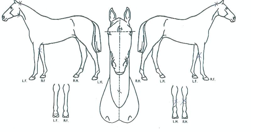 ¾ûŬ¿ÀÀÇ Ãø¸é,¿ì¸é,µÞ¸é,µÎ»ó,´Ù¸®ÀÇ Æ¯Â¡µµÇØ