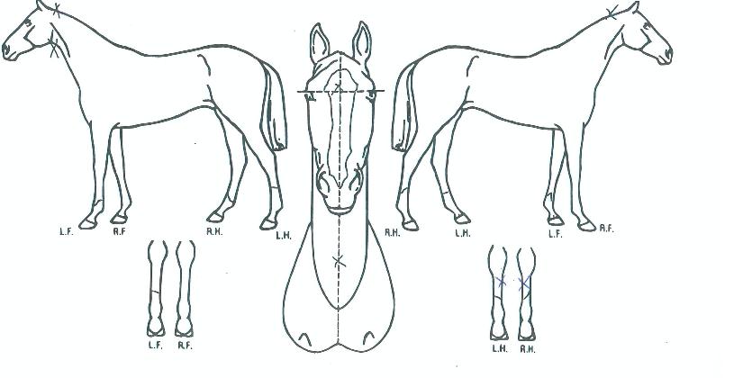 �ٷ��� ����,���,�޸�,�λ�,�ٸ��� Ư¡����