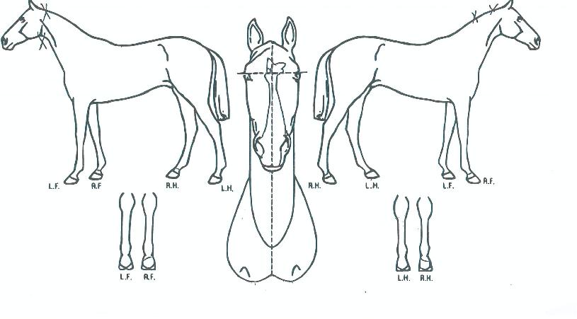 �����ù��� ����,���,�޸�,�λ�,�ٸ��� Ư¡����