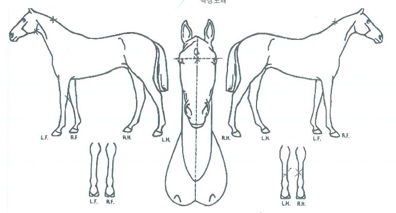 �޵�ġ�۷θ��� ����,���,�޸�,�λ�,�ٸ��� Ư¡����