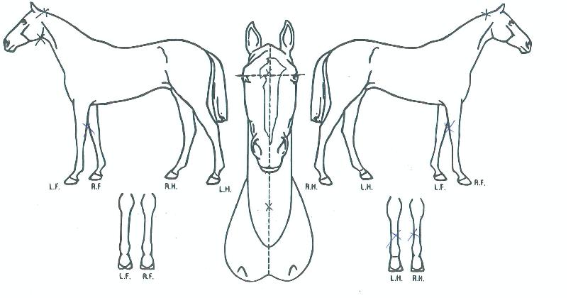 �Ƶ������� ����,���,�޸�,�λ�,�ٸ��� Ư¡����