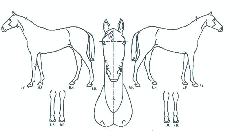 �������������� ����,���,�޸�,�λ�,�ٸ��� Ư¡����