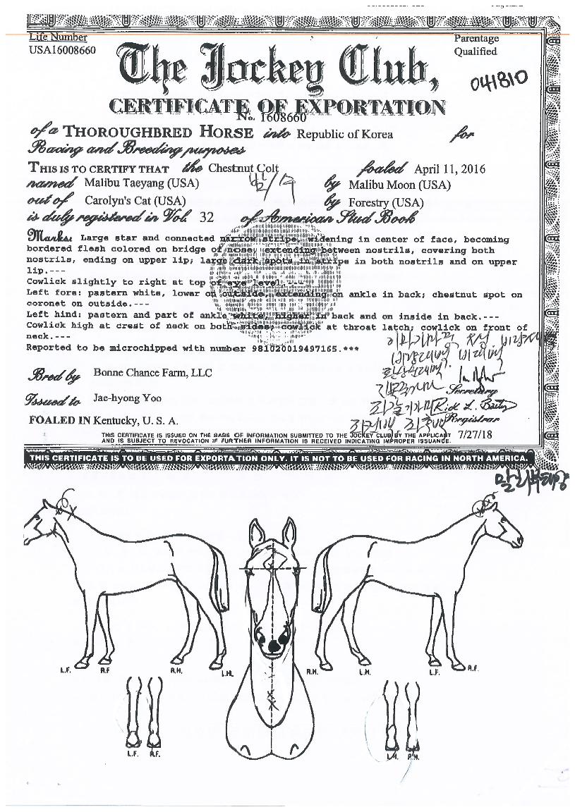 ¸»¸®ºÎžçÀÇ Ãø¸é,¿ì¸é,µÞ¸é,µÎ»ó,´Ù¸®ÀÇ Æ¯Â¡µµÇØ