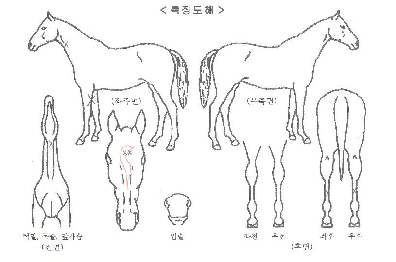 ¹Ì½ºÅÍÅ©·Î¿ìÀÇ Ãø¸é,¿ì¸é,µÞ¸é,µÎ»ó,´Ù¸®ÀÇ Æ¯Â¡µµÇØ