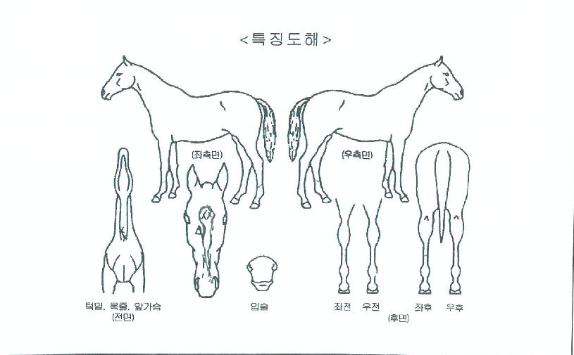 ½º¸¶ÀÏÀ§³ÊÀÇ Ãø¸é,¿ì¸é,µÞ¸é,µÎ»ó,´Ù¸®ÀÇ Æ¯Â¡µµÇØ