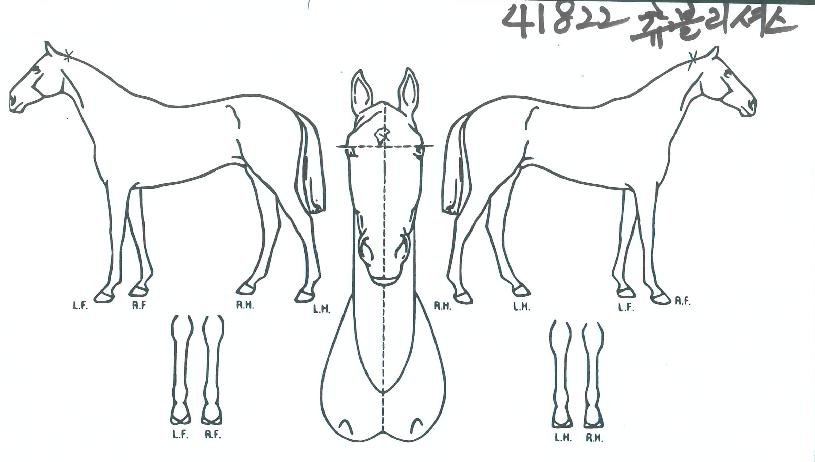 Ãòºí¸®¼Å½ºÀÇ Ãø¸é,¿ì¸é,µÞ¸é,µÎ»ó,´Ù¸®ÀÇ Æ¯Â¡µµÇØ