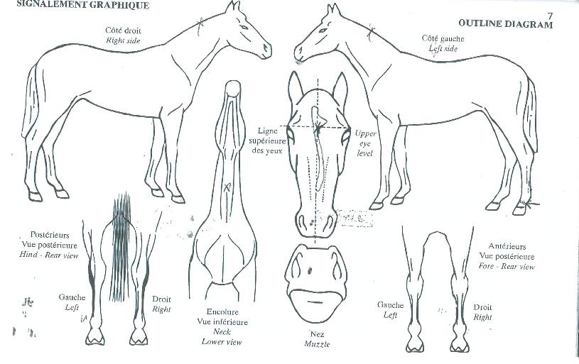 Å·¸»ÇÈÀÇ Ãø¸é,¿ì¸é,µÞ¸é,µÎ»ó,´Ù¸®ÀÇ Æ¯Â¡µµÇØ
