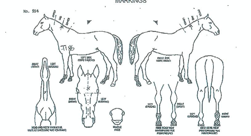 ����Ʈ������� ����,���,�޸�,�λ�,�ٸ��� Ư¡����