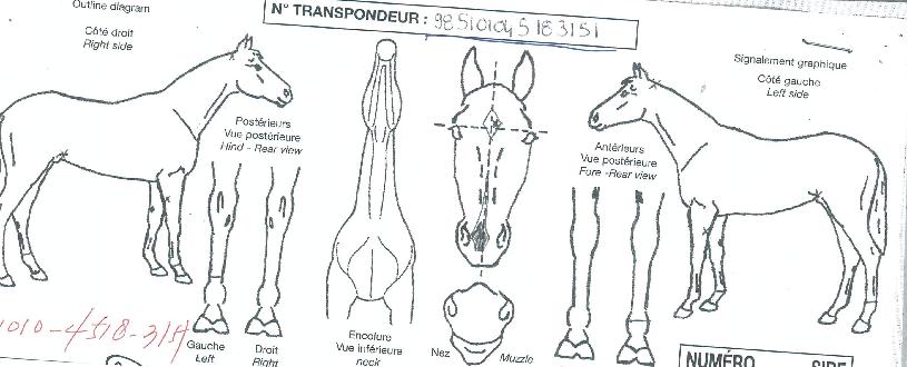 ¸®ºì¶óÀÌÆ®ÀÇ Ãø¸é,¿ì¸é,µÞ¸é,µÎ»ó,´Ù¸®ÀÇ Æ¯Â¡µµÇØ