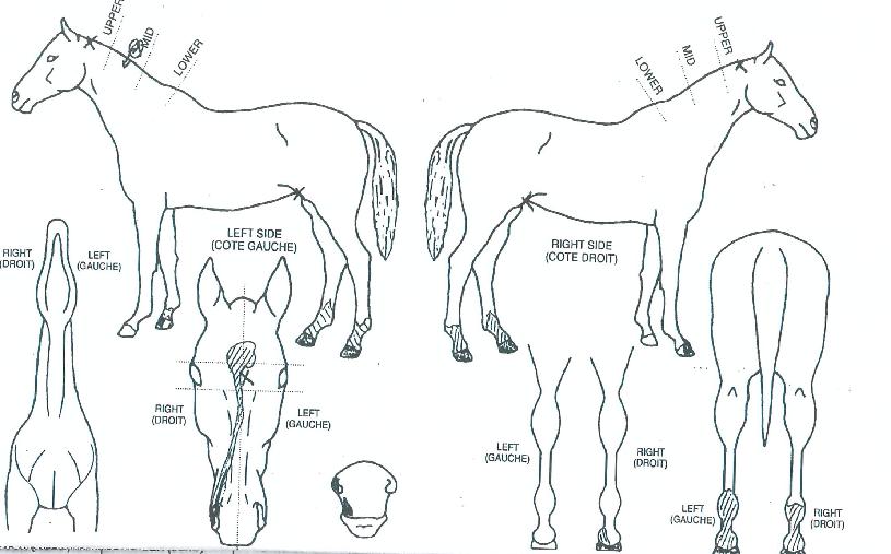 Æ÷·¹½ºÆ®·¹ÀÎÀúÀÇ Ãø¸é,¿ì¸é,µÞ¸é,µÎ»ó,´Ù¸®ÀÇ Æ¯Â¡µµÇØ