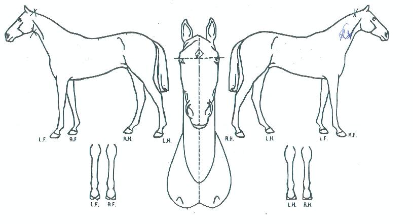 ���������� ����,���,�޸�,�λ�,�ٸ��� Ư¡����