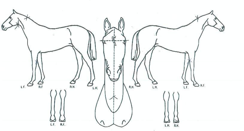 Ŀ��������Ƽ���� ����,���,�޸�,�λ�,�ٸ��� Ư¡����