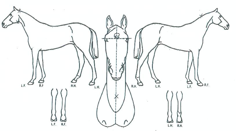 �����⼼�� ����,���,�޸�,�λ�,�ٸ��� Ư¡����