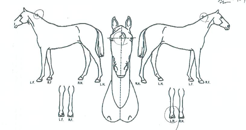 �����ġ�� ����,���,�޸�,�λ�,�ٸ��� Ư¡����