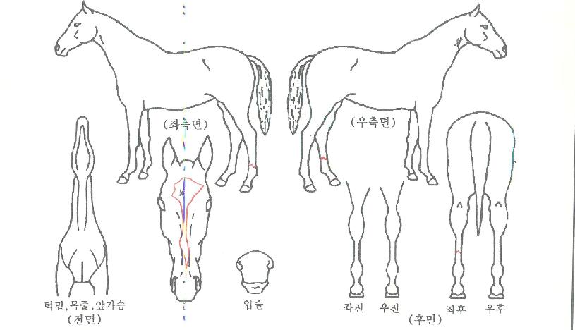 À̺ñ»ç°ÉÀÇ Ãø¸é,¿ì¸é,µÞ¸é,µÎ»ó,´Ù¸®ÀÇ Æ¯Â¡µµÇØ
