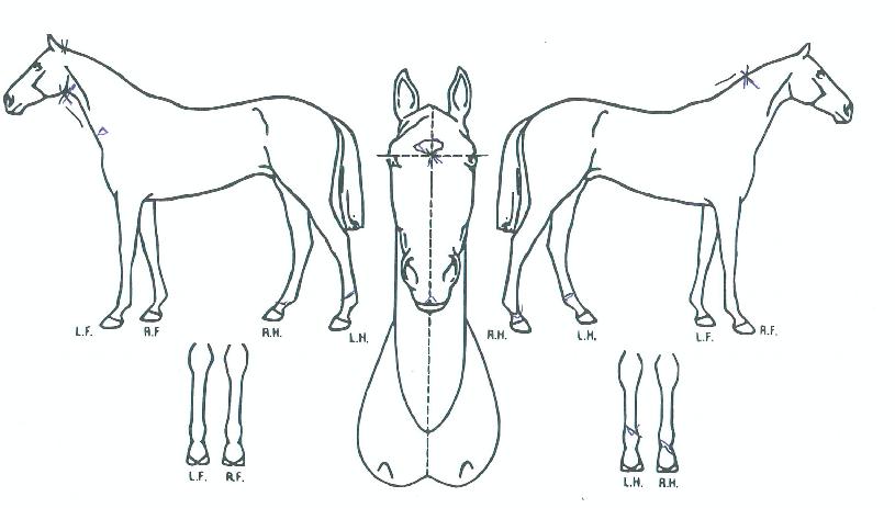 ´ë±ºÇǴнºÀÇ Ãø¸é,¿ì¸é,µÞ¸é,µÎ»ó,´Ù¸®ÀÇ Æ¯Â¡µµÇØ