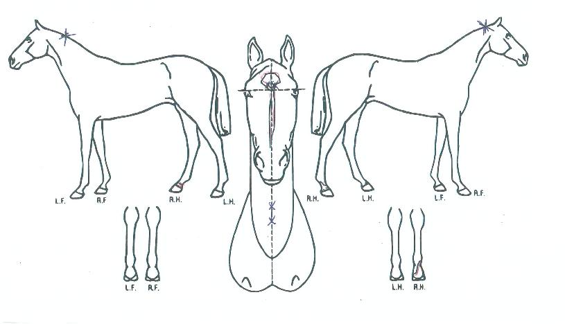 ���̳���Ŀ���� ����,���,�޸�,�λ�,�ٸ��� Ư¡����