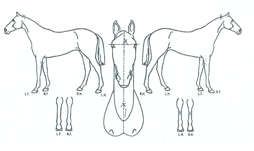 ½ÅÀÇ¿¸ÅÀÇ Ãø¸é,¿ì¸é,µÞ¸é,µÎ»ó,´Ù¸®ÀÇ Æ¯Â¡µµÇØ