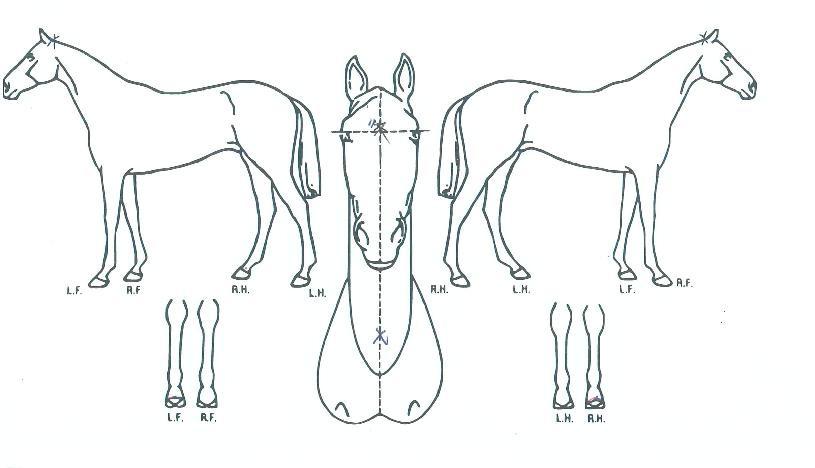 ¼Ò¿ï¸Þ¸®Æ®ÀÇ Ãø¸é,¿ì¸é,µÞ¸é,µÎ»ó,´Ù¸®ÀÇ Æ¯Â¡µµÇØ