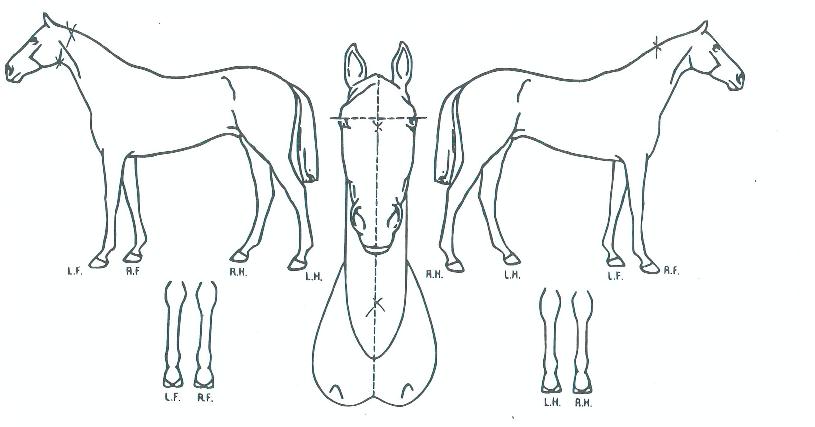 ½Ã½ºÇª¸¶Ä¸Æ¾ÀÇ Ãø¸é,¿ì¸é,µÞ¸é,µÎ»ó,´Ù¸®ÀÇ Æ¯Â¡µµÇØ