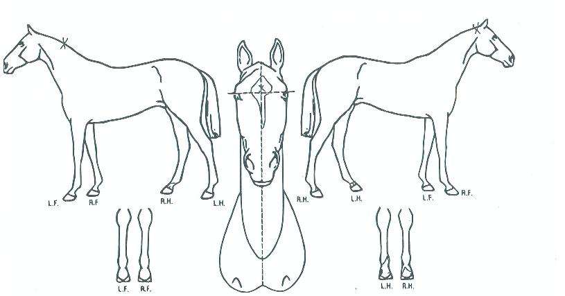 �ҿ︮������ƽ�� ����,���,�޸�,�λ�,�ٸ��� Ư¡����