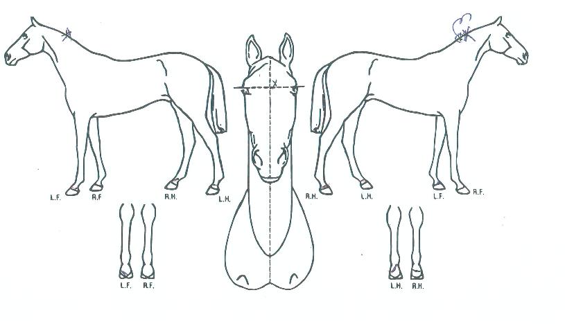 ������������ ����,���,�޸�,�λ�,�ٸ��� Ư¡����