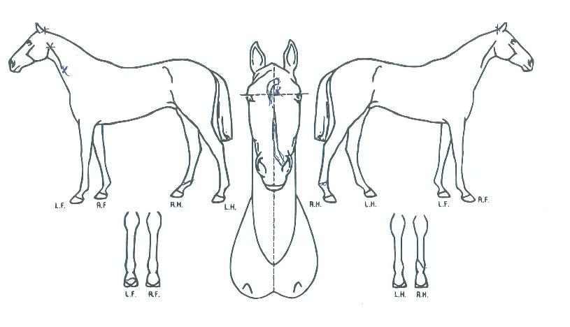 µðÄÉÀ̸̹£ÀÇ Ãø¸é,¿ì¸é,µÞ¸é,µÎ»ó,´Ù¸®ÀÇ Æ¯Â¡µµÇØ