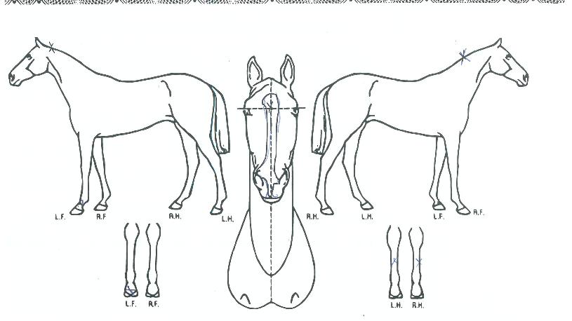 µðÄÉÀ̸¶·çÀÇ Ãø¸é,¿ì¸é,µÞ¸é,µÎ»ó,´Ù¸®ÀÇ Æ¯Â¡µµÇØ