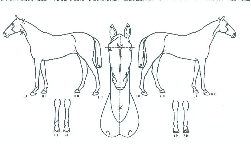 �����̾Ƹ����� ����,���,�޸�,�λ�,�ٸ��� Ư¡����