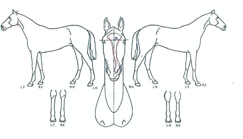 �������۹̸��� ����,���,�޸�,�λ�,�ٸ��� Ư¡����