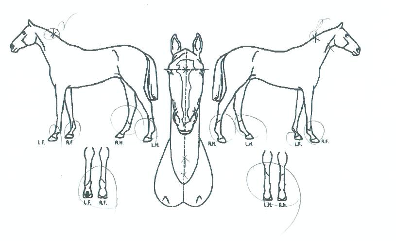 ÆÄ¿öÆ÷½º¿øÀÇ Ãø¸é,¿ì¸é,µÞ¸é,µÎ»ó,´Ù¸®ÀÇ Æ¯Â¡µµÇØ