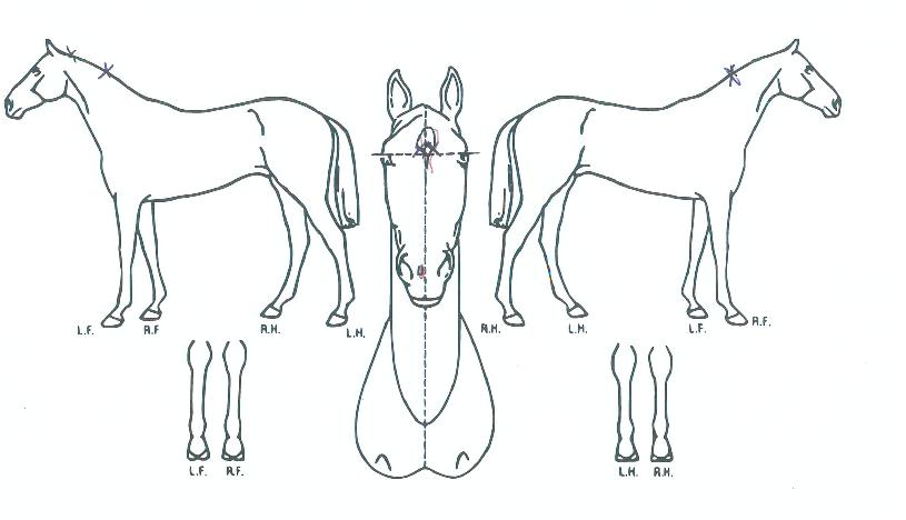 ���ں����� ����,���,�޸�,�λ�,�ٸ��� Ư¡����