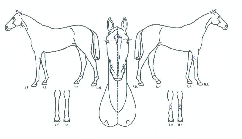 ±×·¹ÀÌÅ·´ýÀÇ Ãø¸é,¿ì¸é,µÞ¸é,µÎ»ó,´Ù¸®ÀÇ Æ¯Â¡µµÇØ