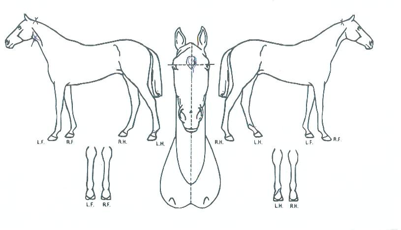 ¿ì±Í¸¢ÀÇ Ãø¸é,¿ì¸é,µÞ¸é,µÎ»ó,´Ù¸®ÀÇ Æ¯Â¡µµÇØ