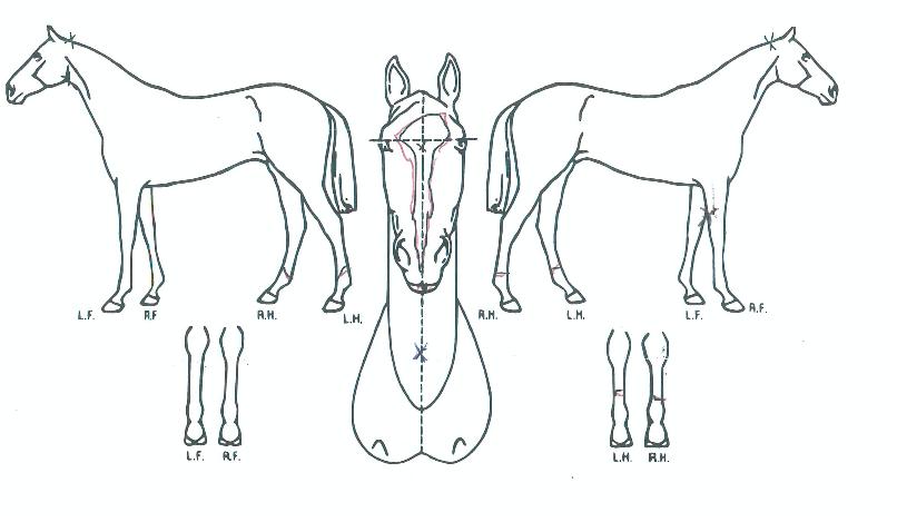 �����ͽ���Ʈ�� ����,���,�޸�,�λ�,�ٸ��� Ư¡����