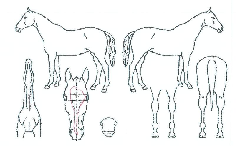 �Ӵ�Ĺ�� ����,���,�޸�,�λ�,�ٸ��� Ư¡����