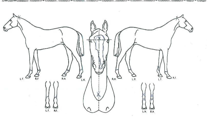 ¸íÁøÇöóÀÌÀÇ Ãø¸é,¿ì¸é,µÞ¸é,µÎ»ó,´Ù¸®ÀÇ Æ¯Â¡µµÇØ