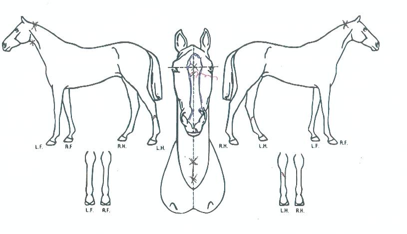 ������Ż��� ����,���,�޸�,�λ�,�ٸ��� Ư¡����