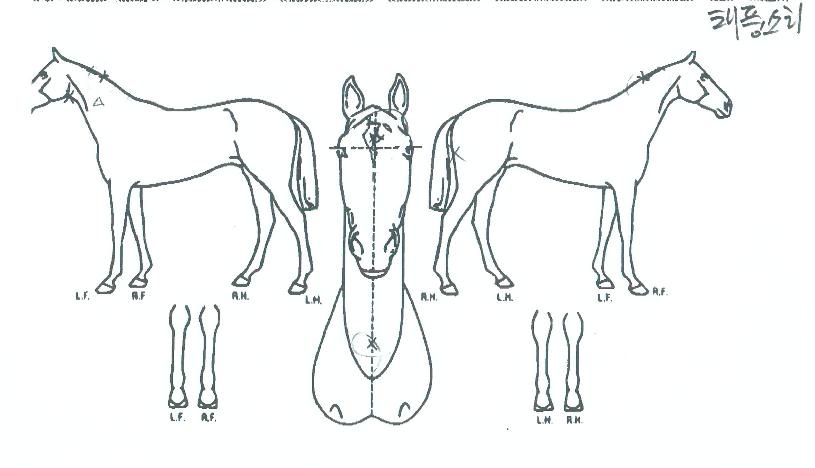 ��ǳ�Ҹ��� ����,���,�޸�,�λ�,�ٸ��� Ư¡����