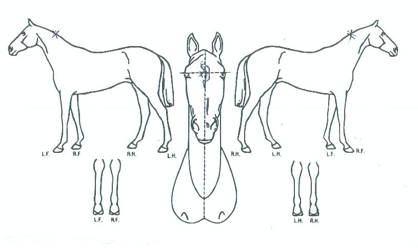 »ï¹Ù¯ÀÇ Ãø¸é,¿ì¸é,µÞ¸é,µÎ»ó,´Ù¸®ÀÇ Æ¯Â¡µµÇØ