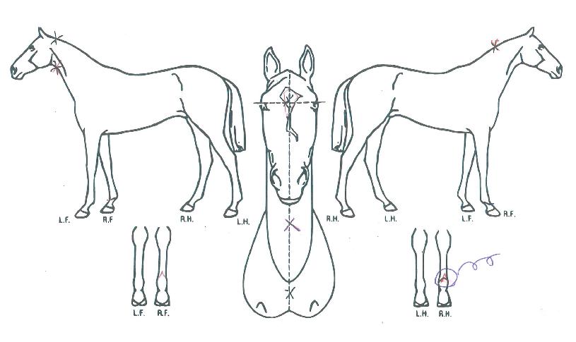 À̽ºÆ®¹ÝÀÇ Ãø¸é,¿ì¸é,µÞ¸é,µÎ»ó,´Ù¸®ÀÇ Æ¯Â¡µµÇØ