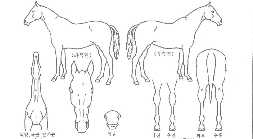 ½ÉÇÿöÁîÀÇ Ãø¸é,¿ì¸é,µÞ¸é,µÎ»ó,´Ù¸®ÀÇ Æ¯Â¡µµÇØ