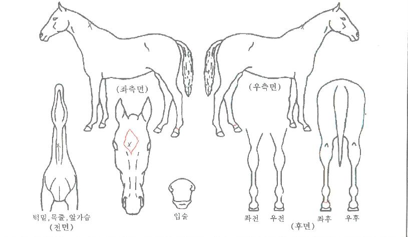 ÆäºíÈúÀÇ Ãø¸é,¿ì¸é,µÞ¸é,µÎ»ó,´Ù¸®ÀÇ Æ¯Â¡µµÇØ