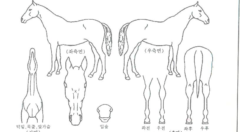 Æ÷ÀÌÁð¾ÆÆ®ÀÇ Ãø¸é,¿ì¸é,µÞ¸é,µÎ»ó,´Ù¸®ÀÇ Æ¯Â¡µµÇØ