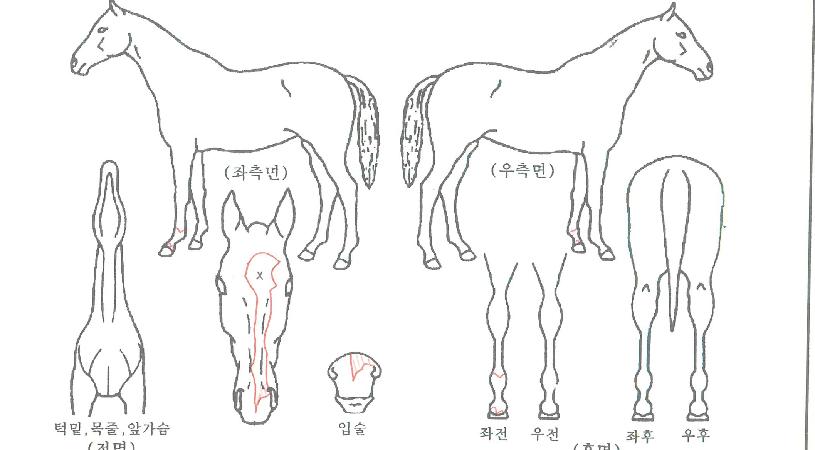 ¶óÀ̵å´õ¿ùµåÀÇ Ãø¸é,¿ì¸é,µÞ¸é,µÎ»ó,´Ù¸®ÀÇ Æ¯Â¡µµÇØ