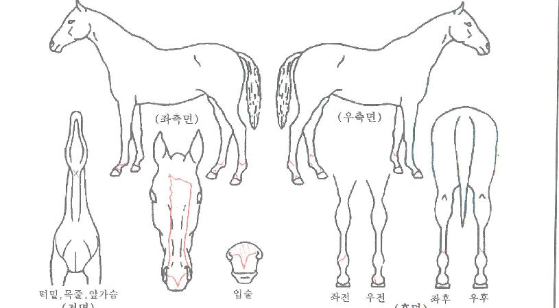 ½´°¡Ä³ÀηοƼÀÇ Ãø¸é,¿ì¸é,µÞ¸é,µÎ»ó,´Ù¸®ÀÇ Æ¯Â¡µµÇØ