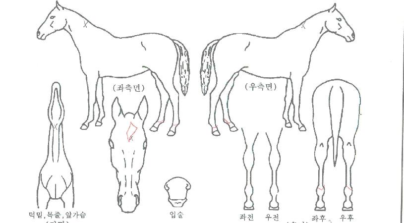 È£´Ï¹Ì¿¡¸£ÀÇ Ãø¸é,¿ì¸é,µÞ¸é,µÎ»ó,´Ù¸®ÀÇ Æ¯Â¡µµÇØ