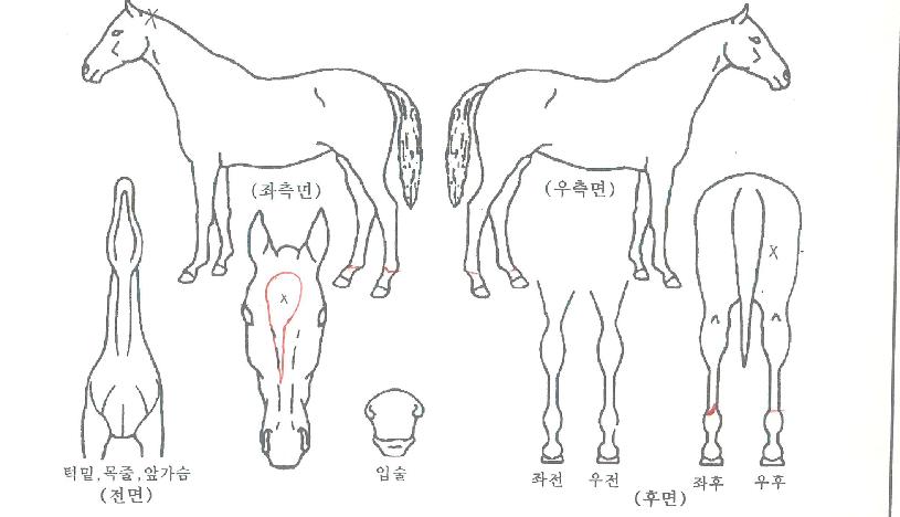 ��ϱ��� ����,���,�޸�,�λ�,�ٸ��� Ư¡����