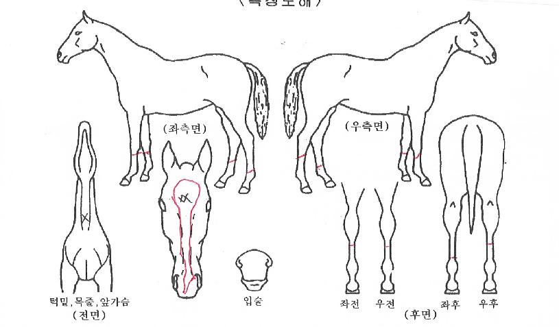 �������ڵ��� ����,���,�޸�,�λ�,�ٸ��� Ư¡����